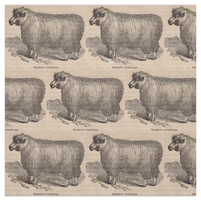 19th century print yearling Cotswold sheep Fabric (Swatch)