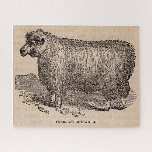 19th century print yearling Cotswold sheep Jigsaw Puzzle