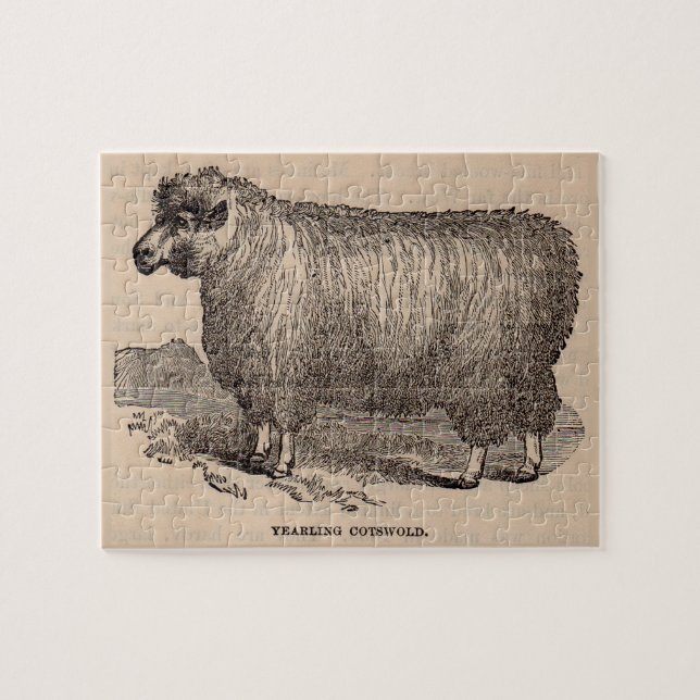 19th century print yearling Cotswold sheep Jigsaw Puzzle (Horizontal)