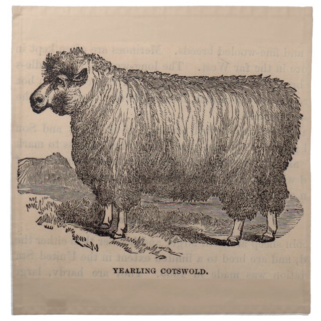 19th century print yearling Cotswold sheep Napkin (Front)