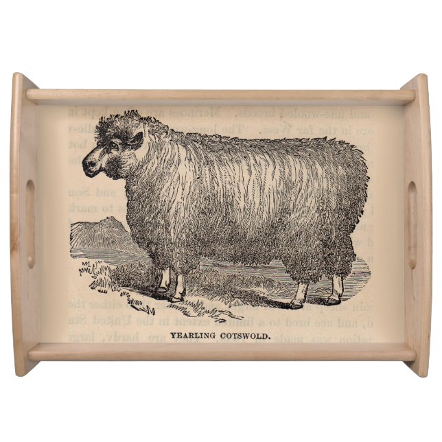19th century print yearling Cotswold sheep Serving Tray (Front)