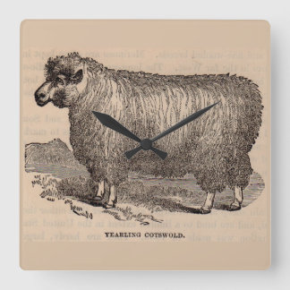 19th century print yearling Cotswold sheep Square Wall Clock