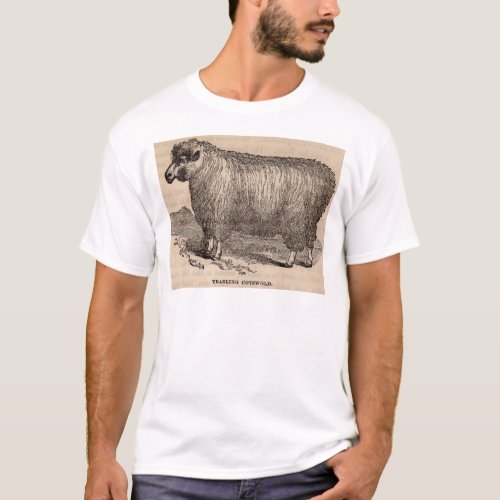 19th century print yearling Cotswold sheep T_Shirt