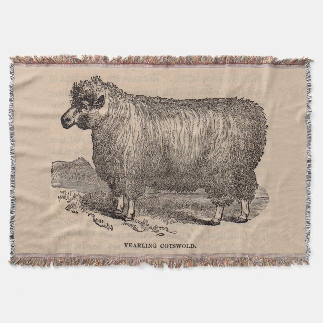 19th century print yearling Cotswold sheep Throw Blanket (Front)