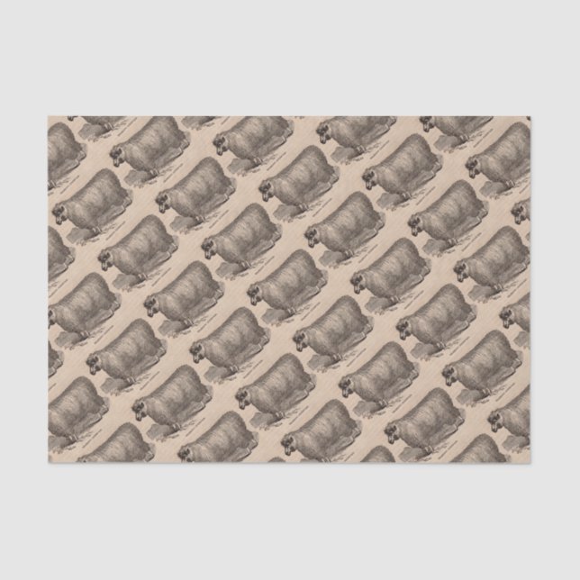 19th century print yearling Cotswold sheep Tissue Paper (Front)
