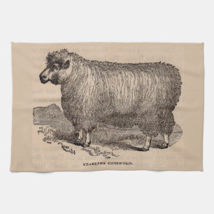 19th century print yearling Cotswold sheep Towel
