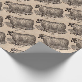 19th century print yearling Cotswold sheep Wrapping Paper