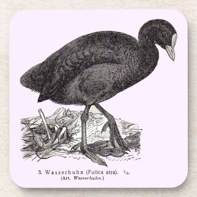 19th century wasserhuhn or moorhen print beverage coaster (Front)