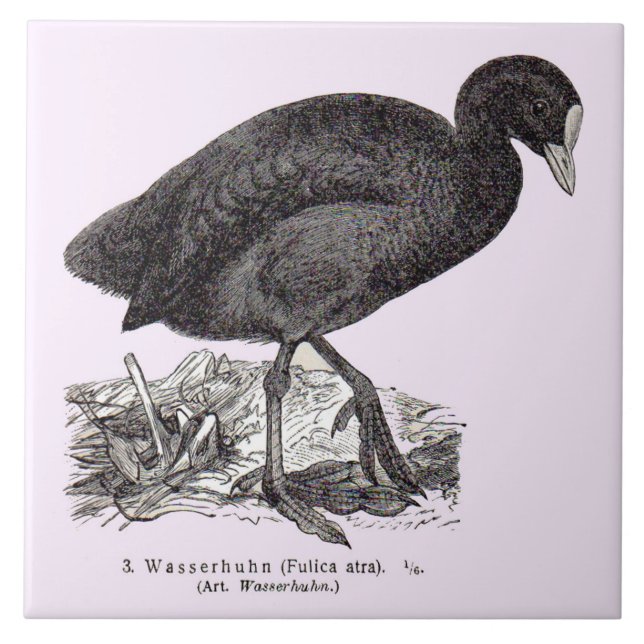 19th century wasserhuhn or moorhen print ceramic tile (Front)