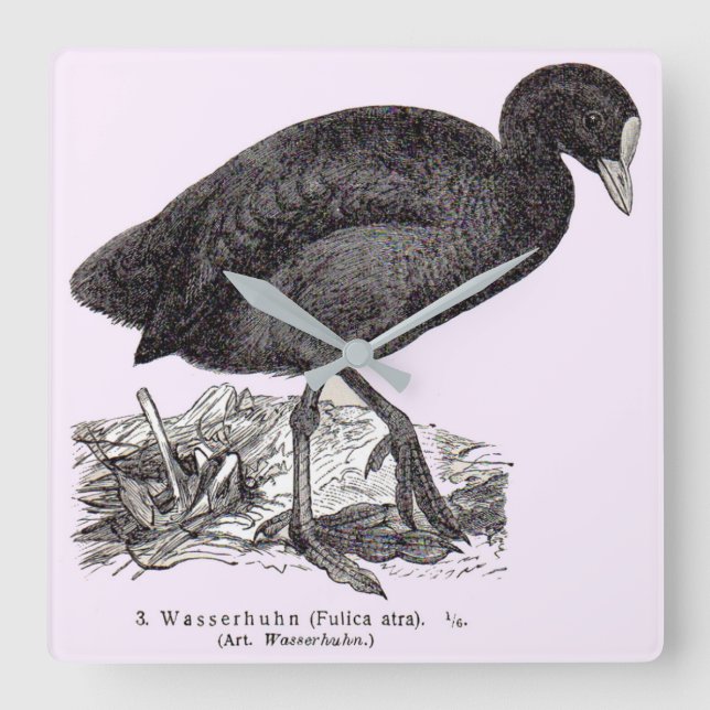 19th century wasserhuhn or moorhen print square wall clock (Front)