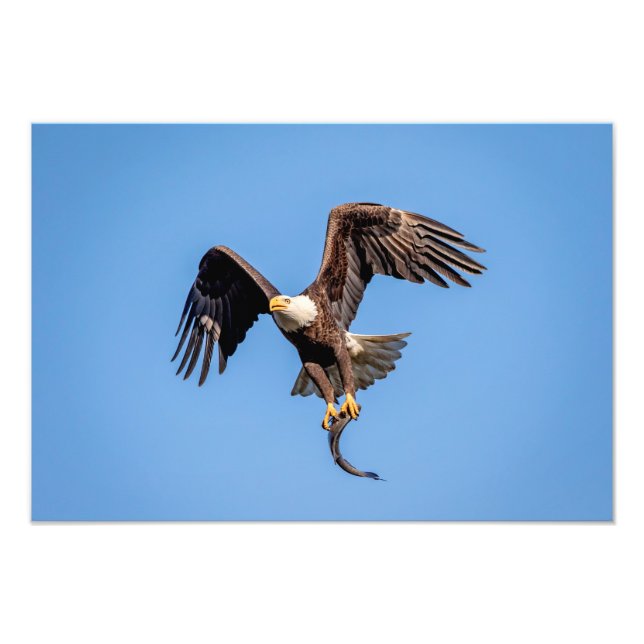 19x13 Bald Eagle with a fish Photo Print (Front)