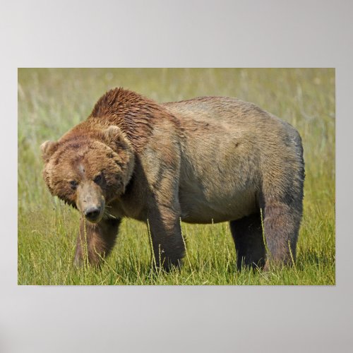 19x13 Poster Paper Matte of grizzly bear
