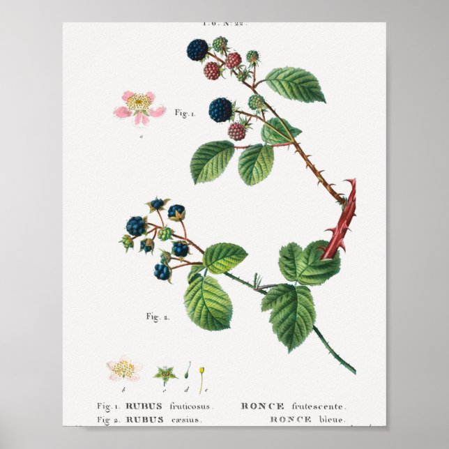 1 Blackberry (Rubus fruticosus) 2 Dewberry (Rubus  Poster (Front)