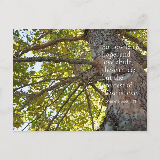 1 Corinthians 13:13 Tree Branches Postcard (Front)