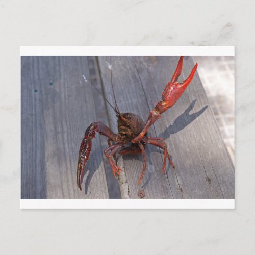 1 crawfish postcard
