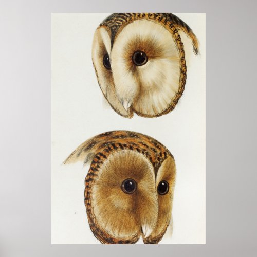 1 Masked barn owl Strix personata 2 Tasmanian ma Poster