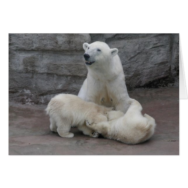 1) Polar bear cubs Cards (Front Horizontal)