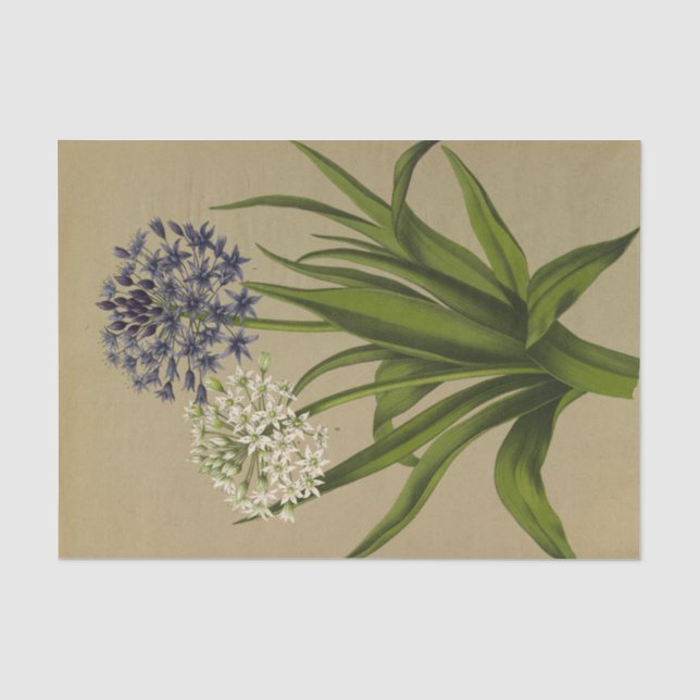 1 Scilla Peruviana 2 Scilla Peruviana Alba  Tissue Paper (Front)