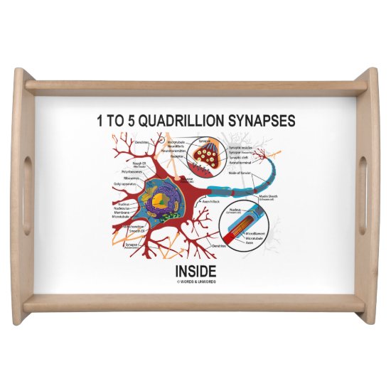 1 To 5 Quadrillion Synapses Inside Biology Neuron Serving Tray