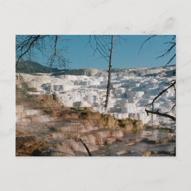 2003 - Yellowstone 01 Postcard (Front)