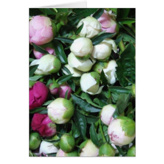2008 Peony and Garden Photos 135