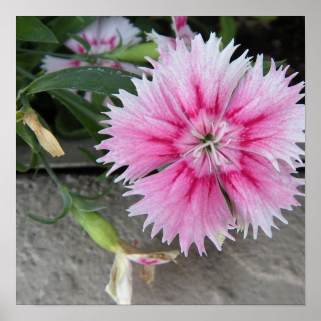 2009-1008 print/poster poster (Front)