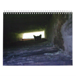 2009 Loving the Feral Soul Inc. Feral Cat Calendar