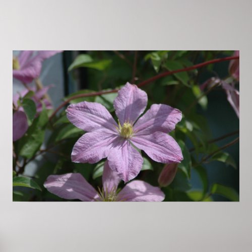 2009 Nelly Moser Clematis Poster