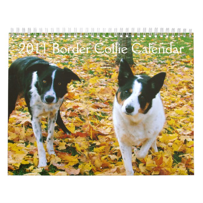 2011 Border Collie Calendar