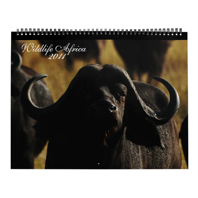 2011 Calendars African animals Huge size Zazzle