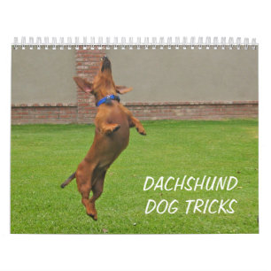 2012 Dachshund Dog Tricks Calendar