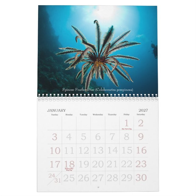 2012 Underwater Journeys Marine Life Calendar (Jan 2027)