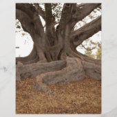 20130615_cal13_0249.jpg (Front)