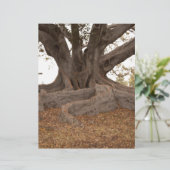 20130615_cal13_0249.jpg (Standing Front)