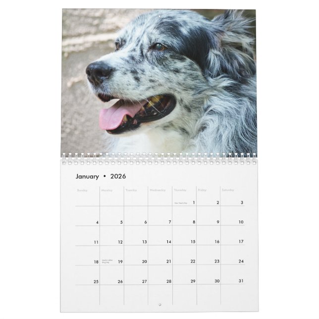 2013 Australian Shepherd Dog Calendar (Jan 2026)