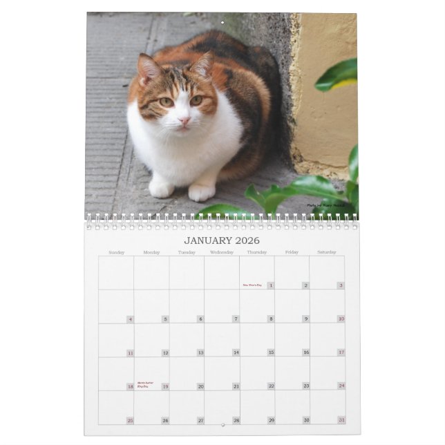 2013 Cat Calendar (Jan 2026)