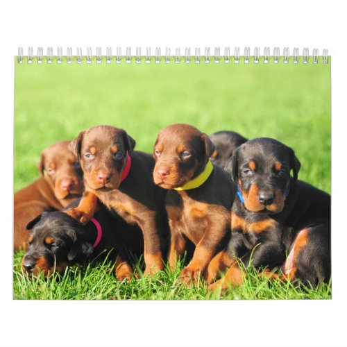 2013 Doberman Puppy Calendar