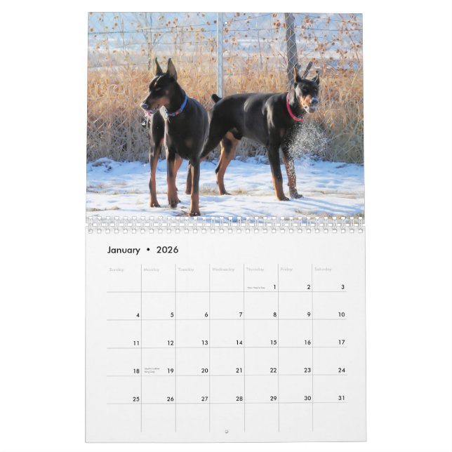 2013 Doberman Puppy Calendar (Jan 2026)