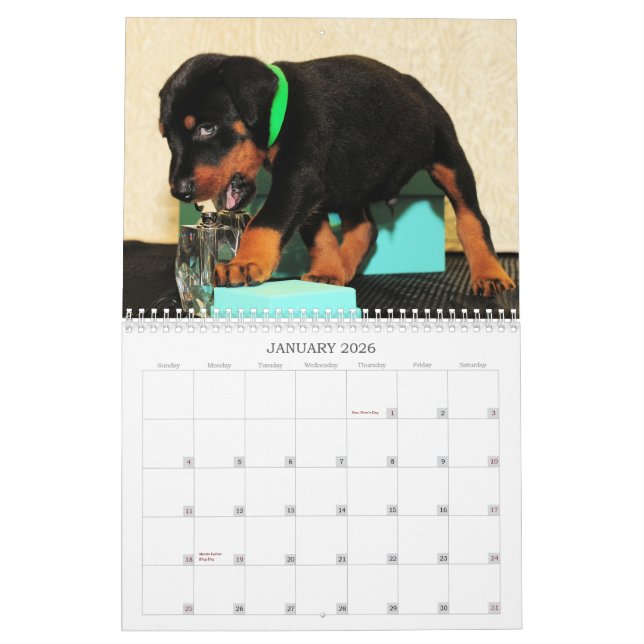2013 Doberman Puppy Calendar (Jan 2026)