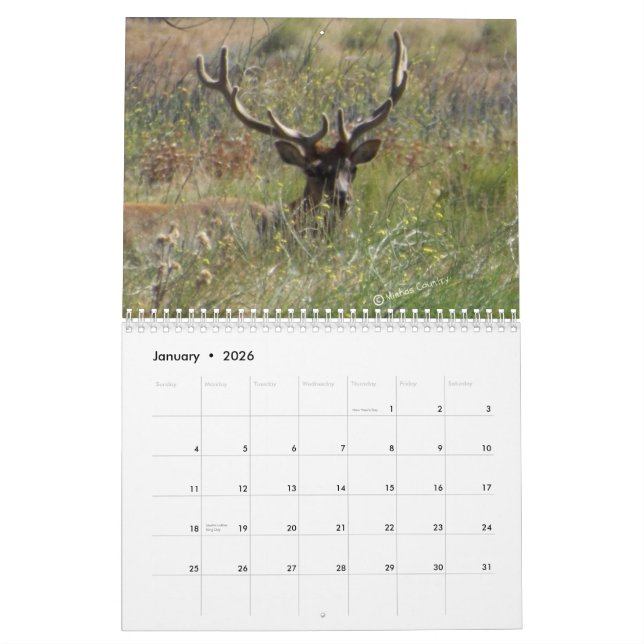 2013 Elk Calendar (Jan 2026)