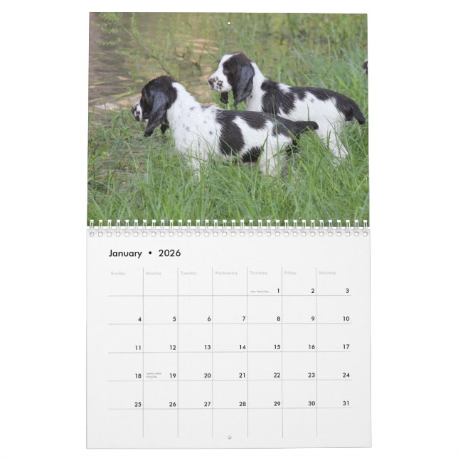 2013 English Springer Spaniel Pups Calendar (Jan 2026)