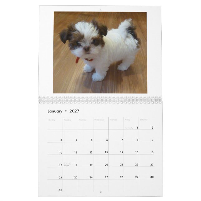 2013 Shih Tzu Puppy Calendar (Jan 2027)