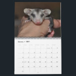 2014 Calendar - Possum Babies<br><div class="desc">North America's only Marsupial,  depicted in this 2014 calendar.</div>