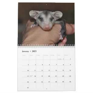 2014 Calendar - Possum Babies