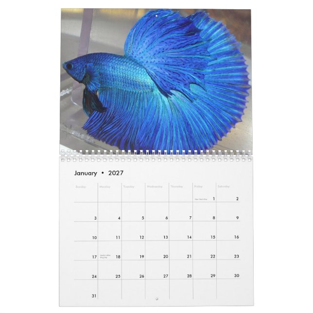 2014 Halfmoon Betta fish calendar (Jan 2027)