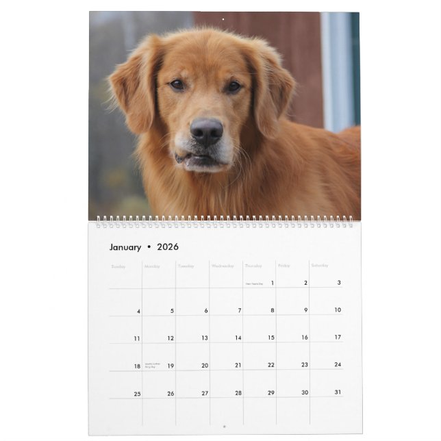 2015 8 Mile Golden Retriever Caledar Calendar (Jan 2026)