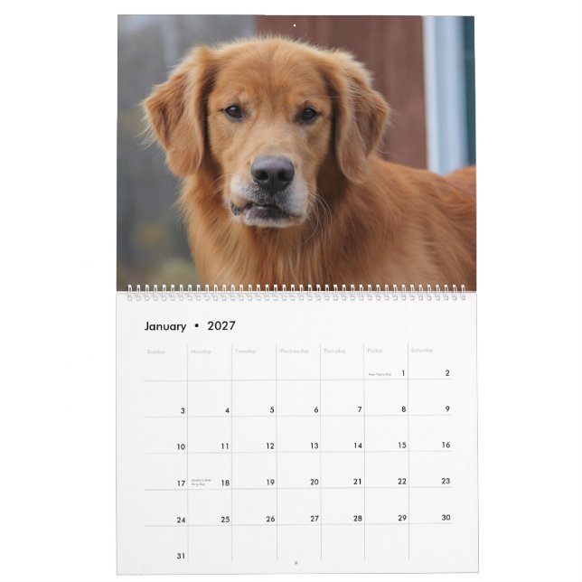 2015 8 Mile Golden Retriever Caledar Calendar (Jan 2027)