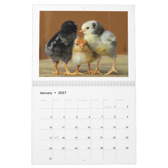 2015 Chickens Wall Calendar (Jan 2027)