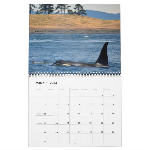 2015 Southern Resident Killer Whale Calendar Zazzle