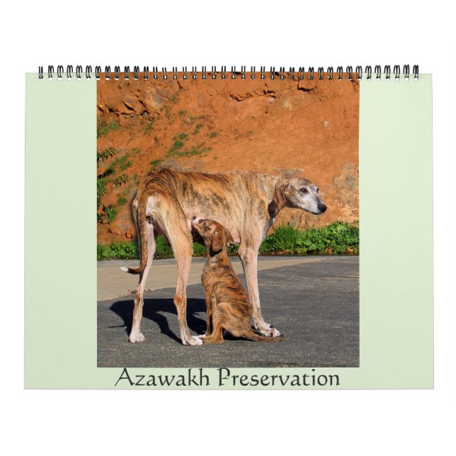 2016 AZAWAKH CALENDAR (Cover)